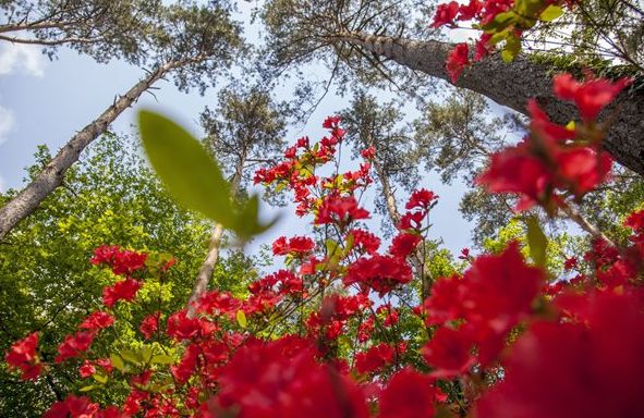 Virágzó rododendron a Jeli Arborétumban