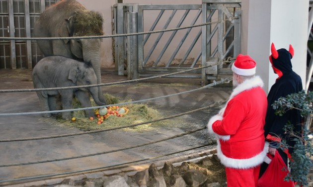 December 6-án a Mikulás várja a gyerekeket a Fővárosi Állatkertben