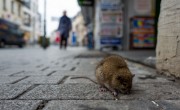 Patkánytúrákon vehetnek részt az erős idegzetű turisták New Yorkban
