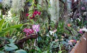 Tematikus sétákon mutatják be a szegedi füvészkert orchideagyűjteményét