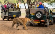 UNWTO: fellendülőben a vadon élő állatokkal kapcsolatos turizmus