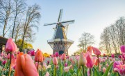 Hétmillió virággal megnyitott Hollandia legnagyobb tulipánkertje – videó