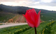 Kőröshegyen félmillió tulipánnal várják a kirándulókat húsvét után