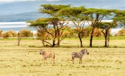 Kenyában a jövőben minden turistának el kell ültetnie egy fát 