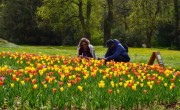 Tulipánséták indulnak a Nemzeti Botanikus Kertben hétvégente