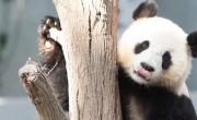 Pandaház nyílt Katarban