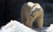 Elköszön a budapesti állatkert jegesmedvéje, már csak pár napig lehet látni 