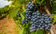 Jó szőlőtermés várható az idén