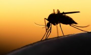 Indul az országos szúnyoggyérítési program