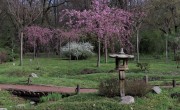 A cseresznyefa-virágzást köszöntik a szegedi füvészkertben