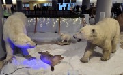 Sarkvidéki állatokat bemutató kiállítás és korcsolyapálya nyílt a Természettudományi Múzeumban
