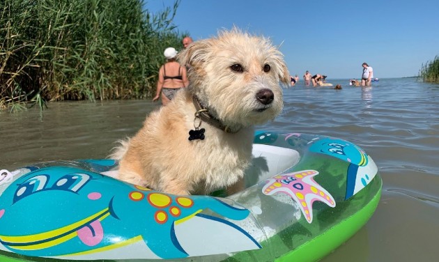 Ide mehetünk kutyával strandolni a Balatonnál és a Tisza-tónál