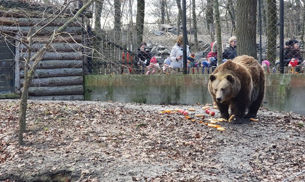 Medvelesre várják a látogatókat a Szegedi Vadasparkban  