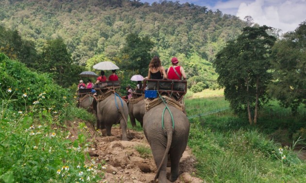 A turisták elmaradása miatt éheznek Thaiföld fogságban tartott elefántjai