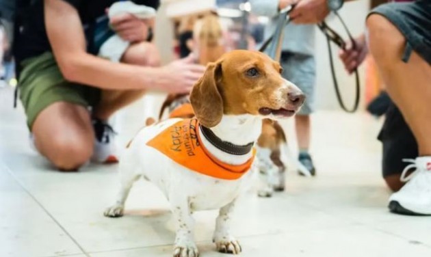 Stresszoldó kutyák teljesítenek szolgálatot a berlini repülőtéren