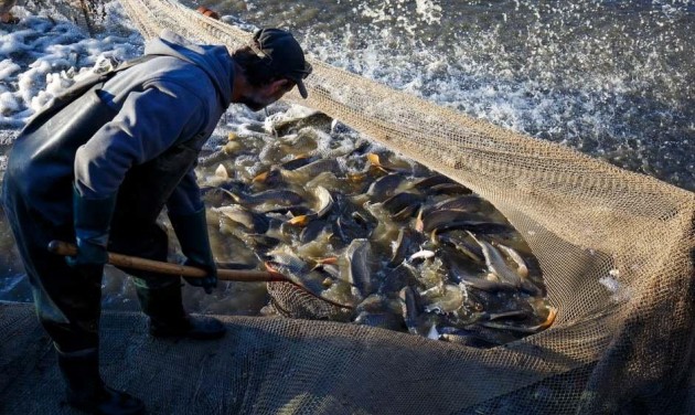 Külföldiek körében is népszerű horgászhely a Balaton