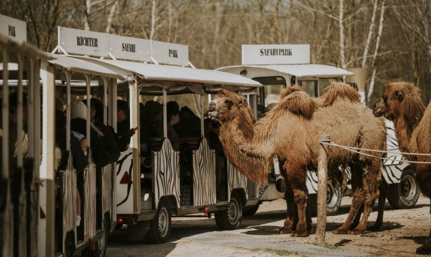 Ragadozószafarival bővült a nagykőrösi autós állatpark