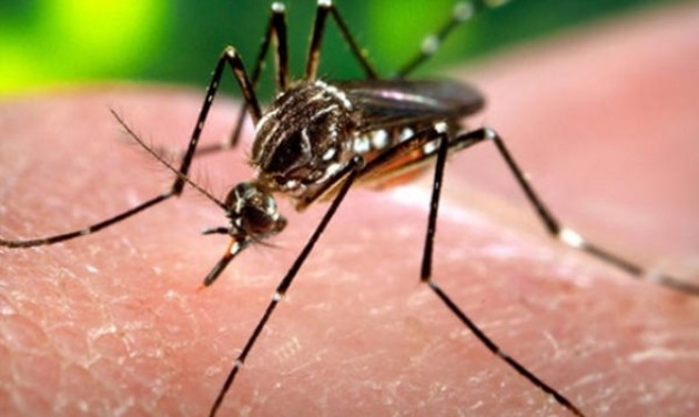Zikavírusra figyelmeztetnek Floridában 