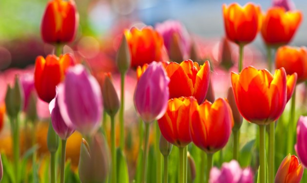 Kalotaszentkirály 58 ezer nyíló tulipánnal csalogatja a turistákat