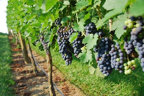 Elkészült az idei szőlőár-prognózis