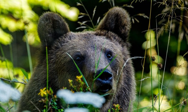 Nem kilövik, hanem áttelepítik a problémás medvéket Hargita megyében