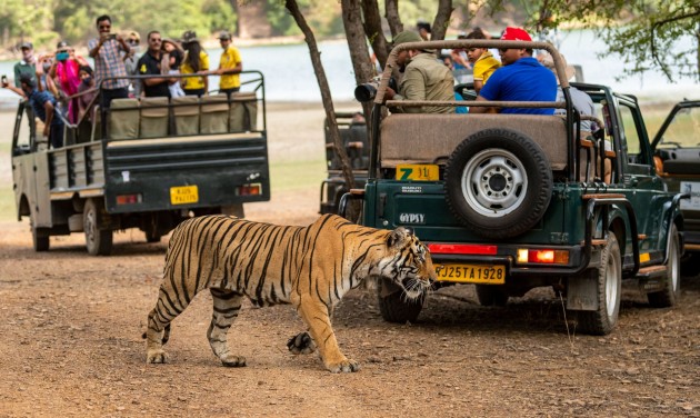 UNWTO: fellendülőben a vadon élő állatokkal kapcsolatos turizmus