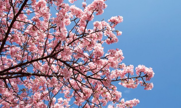 Virágoznak a japán cseresznyefák a Füvészkertben, kezdődik a Sakura ünnep