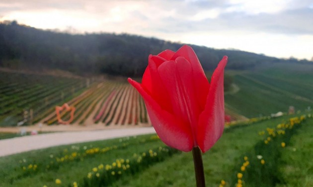 Kőröshegyen félmillió tulipánnal várják a kirándulókat húsvét után