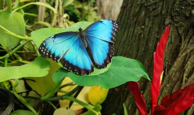 Színpompás trópusi pillangók lepték el a szegedi füvészkertet