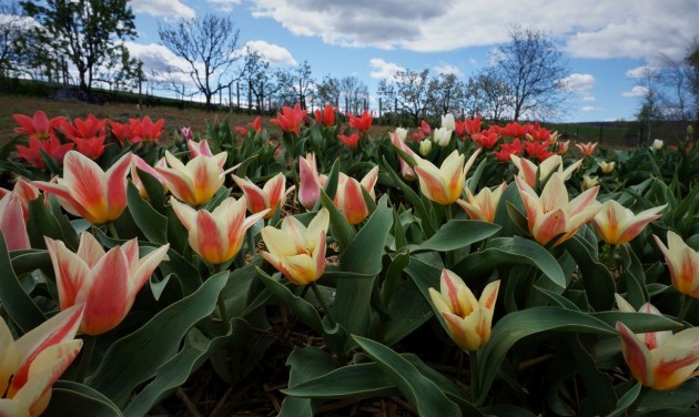 Színpompás kertek, ahol tulipánmezőket csodálhatunk