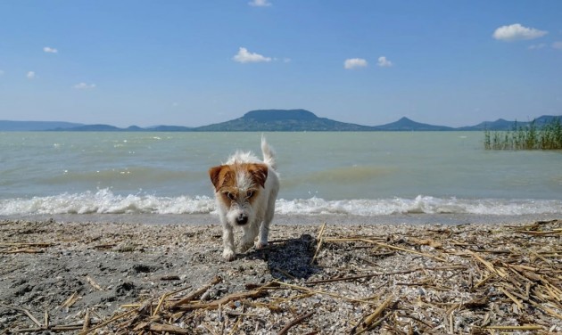 Itt van Magyarország kutyabarát strandtérképe