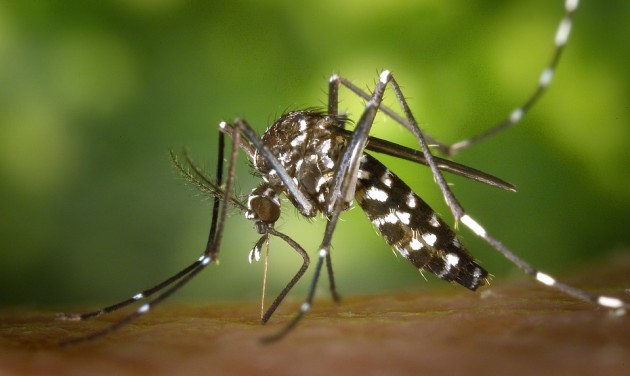 Hatásos szúnyogriasztó megoldások