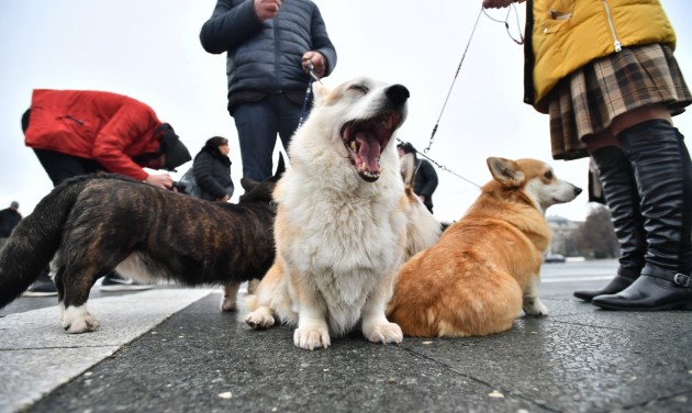 16 ezer kutya érkezik Budapestre a European Dog Show-ra az év végén