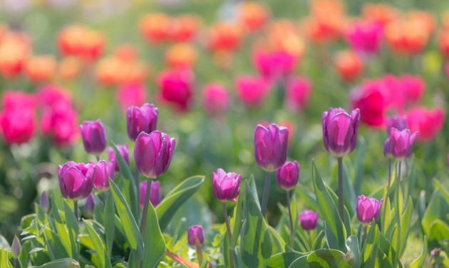 Húsvétkor indul a nárcisz- és a tulipánszüret, szelfipontok is lesznek