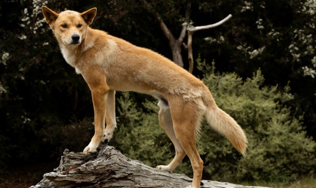 Súlyos bírság vár a dingókkal szelfiző turistákra Ausztráliában