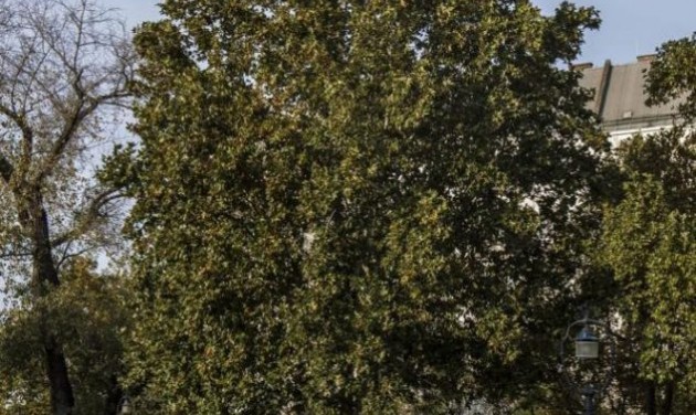 Az Európai Év Fája címért versenyez a Jászai Mari téri platán