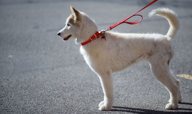 Este 8 után is lehet kutyát sétáltatni a kijárási tilalom alatt