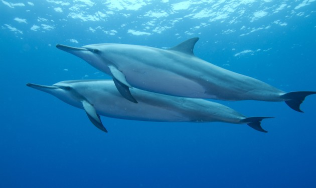 Többé nem lehet delfinekkel úszni Hawaiin