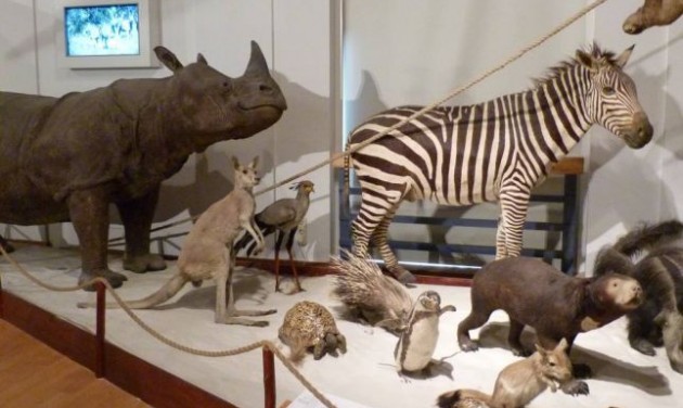 Debrecenbe költöztethetik a Természettudományi Múzeumot