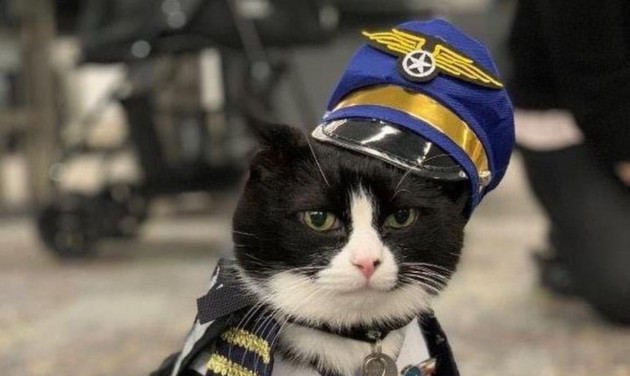 Macskával bővült a San Franciscó-i repülőtér terápiás csapata
