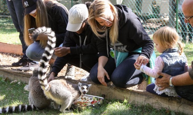 Magyarország újraindult – Éjszaki parádé a vidéki állatkertekben is