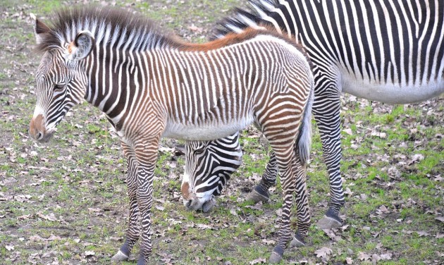 Már láthatóak a ritka Grevy-zebra csikók a Nyíregyházi Állatparkban