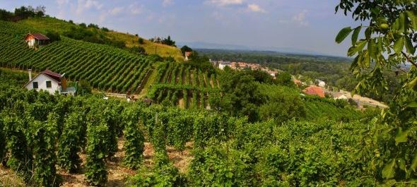 Tokaj is indul az Európa Kulturális Fővárosa 2023 címért