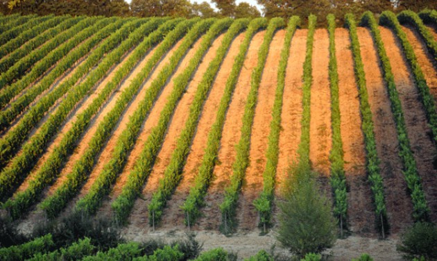 Csökken a világ bortermelése, változatlanul Olaszország a világelső