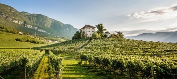 Két százalékkal nő idén a világon a bortermelés, Olaszország a világelső