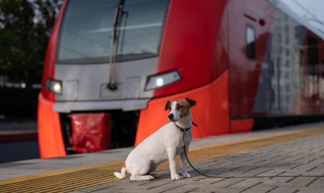 Egyszerűbb lett a kutyaszállítás a balatoni vonatokon