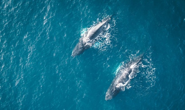 Hatalmas bálnákat kaptak lencsevégre az Adrián – videó