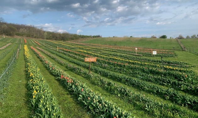 Kőröshegyen megkezdődött az ország legnagyobb tulipánszürete