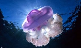 Kiderült, mi vonzza a medúzákat az izraeli partokhoz