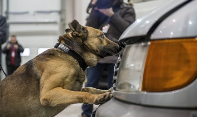 Repülőtéri robbanóanyag-kereső kutyákat képeznek Sármelléken